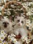 Domestic Cat, Birman Kittens In Wicker-Basket Among Dasies by Jane Burton Limited Edition Pricing Art Print