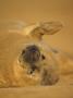 Grey Seal Pup Rolling On Sand, Lincolnshire, Uk by Niall Benvie Limited Edition Pricing Art Print