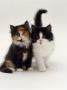 Domestic Cat, Tortoiseshell And Black-And-White Kittens by Jane Burton Limited Edition Print