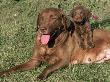 Chesapeake Bay Retriever Dog, Lactating Female And Puppy, Usa by Lynn M. Stone Limited Edition Print