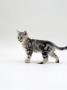 Domestic Cat, 12-Week Silver Tabby Male Kitten by Jane Burton Limited Edition Print
