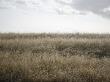 Peaceful Meadow by Nicole Katano Limited Edition Print