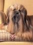 Lhasa Apso Sitting On Couch With Hair Plaited by Adriano Bacchella Limited Edition Print