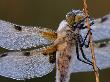 Four Spotted Libellula Dragonfly Covered With Dew, Kalmthoutse Heide, Belgium by Bernard Castelein Limited Edition Print