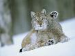 European Lynx Male Grooming In Snow, Norway by Pete Cairns Limited Edition Print