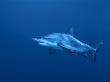 Grey Reef Shark, Coral Sea, Queensland, Australia by Jurgen Freund Limited Edition Print