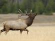 Elk, Bull Bugling In Rut, Yellowstone National Park, Wyoming, Usa by Rolf Nussbaumer Limited Edition Print