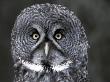 Great Grey Owl Portrait, Alaska, Usa by Lynn M. Stone Limited Edition Pricing Art Print