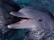 Bottlenose Dolphin (Tursiops Truncatus) Red Sea, Egypt by Jeff Rotman Limited Edition Print