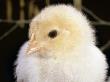 Portrait Of A Chick, 3-Week-Old by Jane Burton Limited Edition Print
