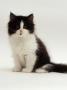 Domestic Cat, 8-Week, Black Bicolour Persian Kitten by Jane Burton Limited Edition Pricing Art Print