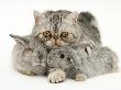 Silver Exotic Cat Cuddling Up With Two Baby Silver Rabbits by Jane Burton Limited Edition Print