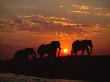 African Elephant Bulls Silhouetted At Sunset, Chobe National Park, Botswana by Richard Du Toit Limited Edition Print