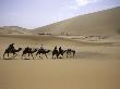 Camels In Desert, Morocco by Michael Brown Limited Edition Print