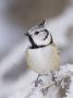 Crested Tit Adult On Frozen Branch In Winter, Minus 15 Celsius, Switzerland by Rolf Nussbaumer Limited Edition Print
