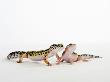 Pair Of Leopard Geckos by Petra Wegner Limited Edition Pricing Art Print