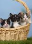 Domestic Cat, Three Kittens In A Basket by Petra Wegner Limited Edition Print