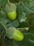 Two Acorns On English Oak Tree, Belgium by Philippe Clement Limited Edition Print