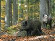 Captive Wild Boars In Autumn Beech Forest, Germany by Philippe Clement Limited Edition Print