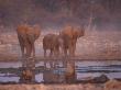African Elephants At Water Hole, Etosha Np, Namibia by Tony Heald Limited Edition Print