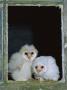 Barn Owl Chicks In Window Cornwall, Uk by Ross Hoddinott Limited Edition Print