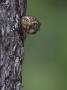 Ferruginous Pygmy Owl Adult Peering Out Of Nest Hole, Rio Grande Valley, Texas, Usa by Rolf Nussbaumer Limited Edition Pricing Art Print