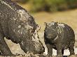 Hippopotamus Mud Covered Mother And Baby, Chobe National Park, Botswana by Tony Heald Limited Edition Print