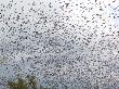 Cloud Of Straw-Coloured Fruit Bats Flying Over Daytime Roost, Kasanka National Park, Zambia, Africa by Mark Carwardine Limited Edition Print