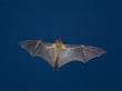 Straw-Coloured Fruit Bat Flying At Night, Kasanka National Park, Zambia, Africa by Mark Carwardine Limited Edition Print