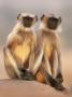 Hanuman Langur Two Adolescents Sitting, Thar Desert, Rajasthan, India by Jean-Pierre Zwaenepoel Limited Edition Print