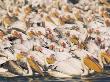 Eastern White Pelicans Communal Fishing, Keoladeo Ghana Np, Bharatpur, Rajasthan, India by Jean-Pierre Zwaenepoel Limited Edition Print