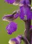 Green-Winged Orchid, Barrington Hill Somerset, Uk by Ross Hoddinott Limited Edition Print
