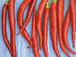 Red Chilli Peppers Chillies Freshly Harvested On Pale Blue Background by Gary Smith Limited Edition Print