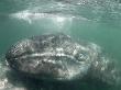 Grey Whale Calf With Mother, San Ignacio Lagoon, Baja California, Mexico by Mark Carwardine Limited Edition Print