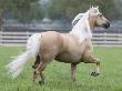 Palomino Andalusian Stallion Trotting In Paddock, Ojai, California, Usa by Carol Walker Limited Edition Print