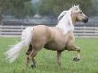 Palomino Andalusian Stallion Trotting In Paddock, Ojai, California, Usa by Carol Walker Limited Edition Print