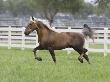 Palomino Morgan Stallion Trotting In Paddock, Ojai, California, Usa by Carol Walker Limited Edition Print