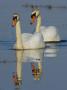 Two Mute Swans, Hornborgasjon Lake, Sweden by Inaki Relanzon Limited Edition Print