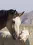 Wild Horse Mustang, Cremello Colt Nibbling At Yearling Filly, Mccullough Peaks, Wyoming, Usa by Carol Walker Limited Edition Print