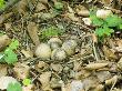 Woodcock Nest With Four Eggs, Co. Durham, Uk by Andy Sands Limited Edition Print