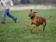 Rhodesian Ridgeback Running In A Field by Petra Wegner Limited Edition Print