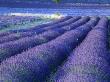 Field Of Lavander Flowers Ready For Harvest, Sault, Provence, France, June 2004 by Inaki Relanzon Limited Edition Print