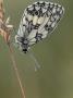 Marbled White Butterfly Covered In Dew At Dawn, Hertfordshire, England, Uk by Andy Sands Limited Edition Print