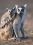 Ring-Tailed Lemur Mother Carrying Baby, Berenty Private Reserve, Southern Madagascar by Mark Carwardine Limited Edition Print