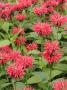 Bergamot 'Garden View' Variety In Full Flower In A Summer Garden, Norfolk, Uk by Gary Smith Limited Edition Pricing Art Print