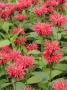 Bergamot 'Garden View' Variety In Full Flower In A Summer Garden, Norfolk, Uk by Gary Smith Limited Edition Print