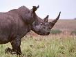 Northern White Rhinoceros Garamba Np, Dem Rep Congo. 1989 by Mark Carwardine Limited Edition Print