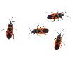 Four Fire Bugs Spain by Niall Benvie Limited Edition Pricing Art Print