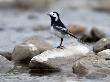 Pied Wagtail Male Perched On Rock In Stream, Upper Teesdale, Co Durham, England, Uk by Andy Sands Limited Edition Print