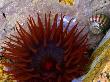 Beadlet Anemone In Rockpool, Brittany, France by Philippe Clement Limited Edition Print